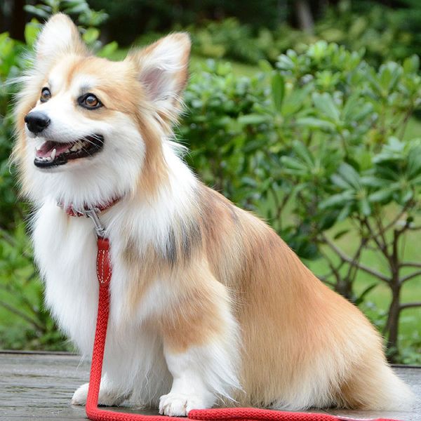 首輪犬用本革カラーかわいい柔らかインスタコットンロープハヤブサBiancacottonropecollar(ビアンカコットンロープカラー)