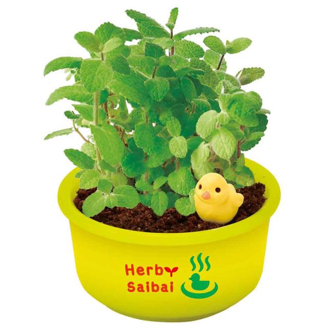 栽培キット栽培セットハーブ聖新陶芸SEISHINミニ湯桶あひるちゃん香草ランダム育てるカプセルゆ桶でハーブ栽培