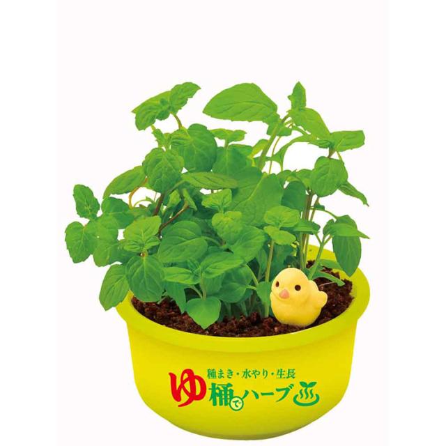 栽培キット栽培セットハーブ聖新陶芸SEISHINミニ湯桶あひるちゃん香草ランダム育てるカプセルゆ桶でハーブ栽培