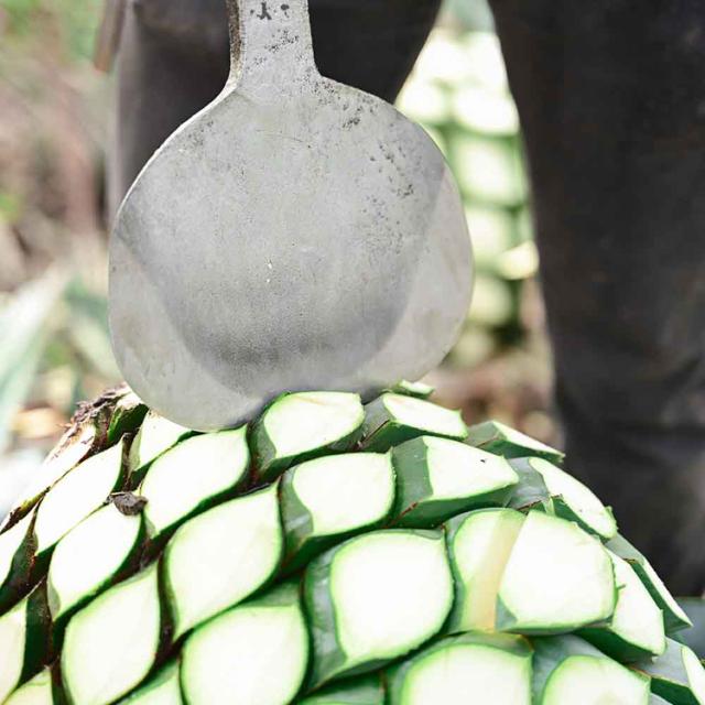 アガベシロップオーガニック低GI食品有機JAS認証取得プラントベース添加物不使用アレルギーフリーコンタミネーションフリー有機ブルーアガベシロップ鮮]【6個】有機アガベシロップ330gGOLDALMATERRA 