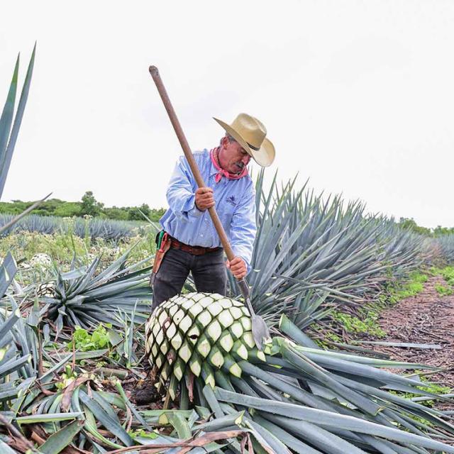 アガベシロップオーガニック低GI食品有機JAS認証取得プラントベース添加物不使用アレルギーフリーコンタミネーションフリー有機ブルーアガベシロップ鮮]【6個】有機アガベシロップ330gGOLDALMATERRA 