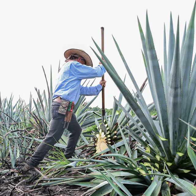 アガベシロップオーガニック低GI食品有機JAS認証取得プラントベース添加物不使用アレルギーフリーコンタミネーションフリーローフードシロップ鮮]【6個】有機アガベシロップ330gRAWDARKALMATERRA 