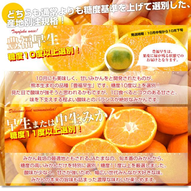 早生または中生みかんver
