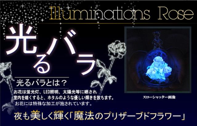 光るバラ　ブルー