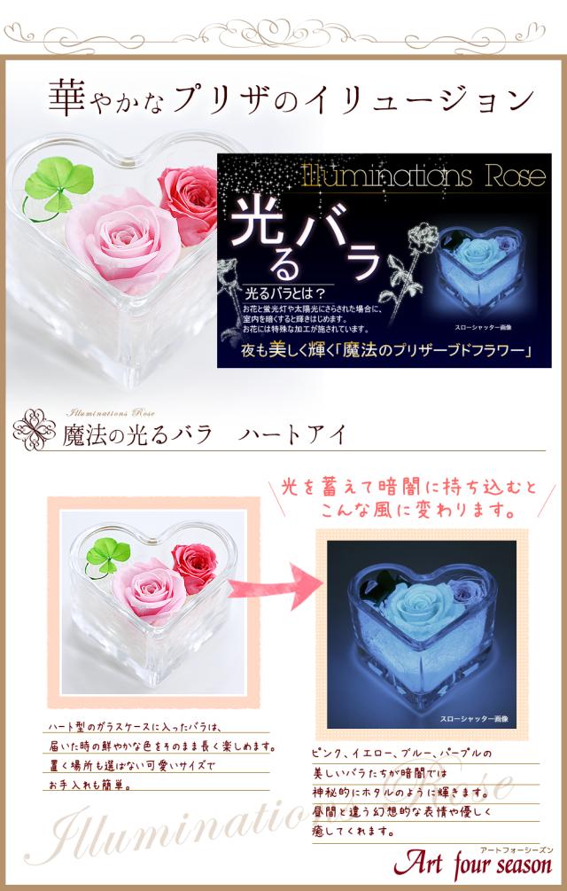 ピンク光るバラ