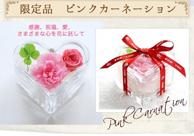 カーネーション