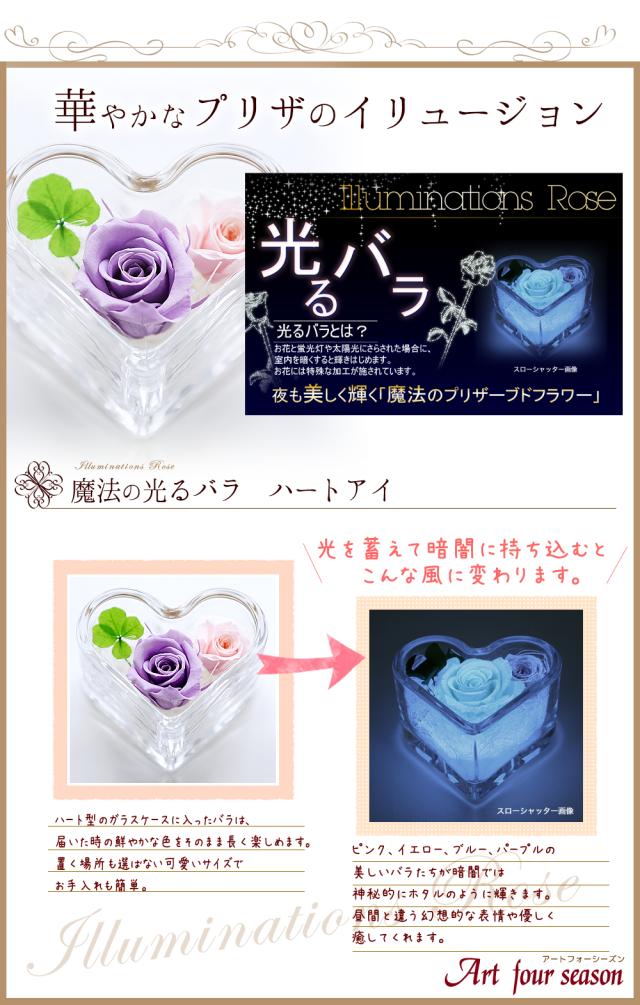 パープル光るバラ