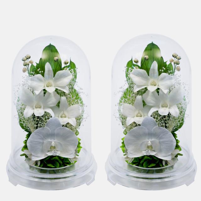 クリア・対ホワイト