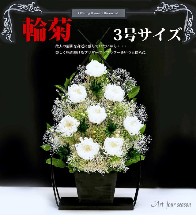 3号サイズ 輪ギク