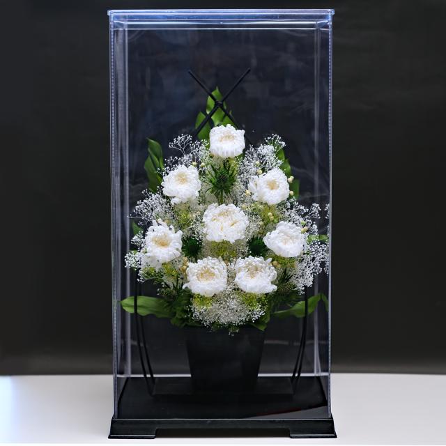 3号サイズ　輪菊クリアケース付き