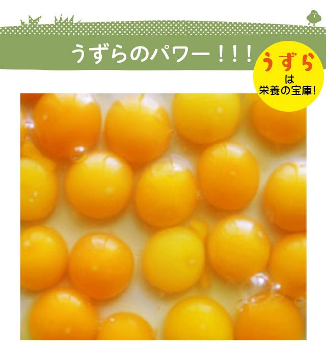 うずらのパワー