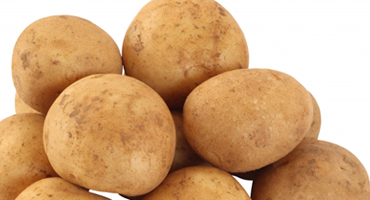 男爵薯