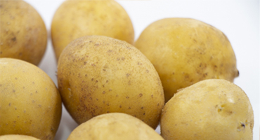 インカのめざめ