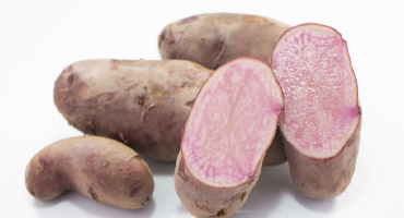 ノーザンルビー