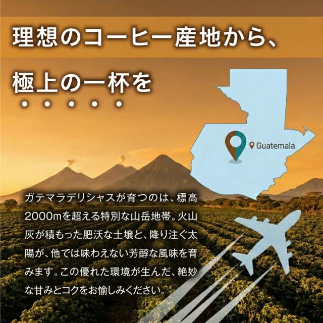 ガテマラデリシャス産地標高2000m火山灰土壌芳醇な風味