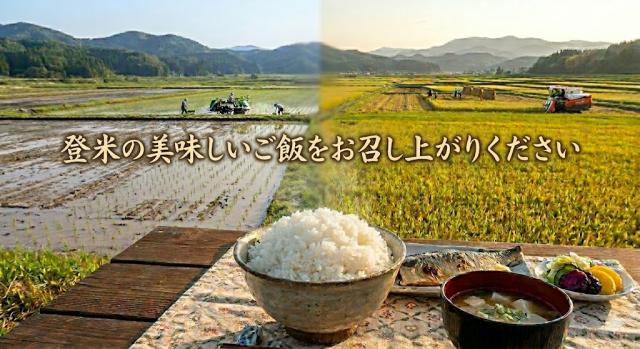 令和7年産 宮城県産 ひとめぼれ 白米 無洗米 10kg 炊き立て 甘み 粘り 産地直送 宮城 登米