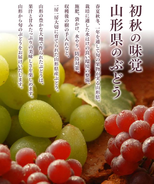 初秋の味覚山形県のぶどう | 春夏秋冬、一年を通して旬の果物が実る山形県。栽培に適した水はけの良い環境の整備、施肥、袋かけ、水やり、防鳥対策、収穫後の樹の手入れなど、一房一房大切に育てられた山形県産ぶどう。山形の豊かな大地で作られたぶどうは、果汁と甘みたっぷりの美味しさを楽しめます。山形から旬のぶどうをお届けいたします。
