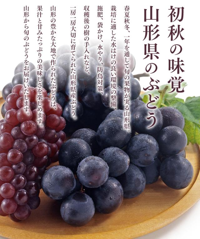 初秋の味覚山形県のぶどう | 春夏秋冬、一年を通して旬の果物が実る山形県。栽培に適した水はけの良い環境の整備、施肥、袋かけ、水やり、防鳥対策、収穫後の樹の手入れなど、一房一房大切に育てられた山形県産ぶどう。山形の豊かな大地で作られたぶどうは、果汁と甘みたっぷりの美味しさを楽しめます。山形から旬のぶどうをお届けいたします。