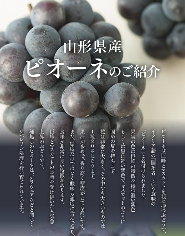 山形県産ピオーネのご紹介｜ピオーネは巨峰とマスカットを親に持つぶどうで、イタリア語の「開拓者」という意味の「ピオーネ」と名付けられました。果実の色は巨峰の特徴を持つ濃い紫色もしくは黒に近い紫色で、マスカットのように固めの皮を持ちます。粒は非常に大きく、その中でも大きいものでは１粒２０ｇになります。果汁が多めで、香り高く糖度がとても高いです。また、糖度だけではなく酸味も適度に含んでおり、食味が非常に良い特徴があります。巨峰とマスカットの長所を受け継いた人気急上昇のぶどうです。種無しのピオーネは、デラウェアなどと同じくジベレリン処理を行い育てられています。