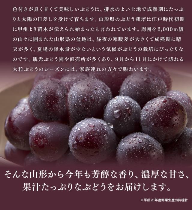 色付きが良く甘くて美味しいぶどうは、排水のよい土地で成熟期にたっぷりと太陽の日差しを受けて育ちます。山形県のぶどう栽培は江戸時代初期に甲州より苗木が伝えられ始まったと言われています。周囲を2,000ｍ級の山々に囲まれた山形県の盆地は、昼夜の寒暖差が大きくて成熟期に晴天が多く、夏場の降水量が少ないという気候がぶどうの栽培にぴったりなのです。観光ぶどう園や直売所が多くあり、９月から11月にかけて訪れる大粒ぶどうのシーズンには、家族連れの方々で賑わいます。 | そんな山形から今年も芳醇な香り、濃厚な甘さ、果汁たっぷりなぶどうをお届けします。