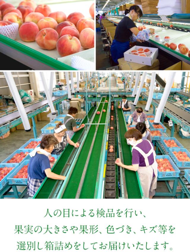 人の目による検品を行い、品質、糖度とも光センサーで厳選。良質の桃をお届けいたします。