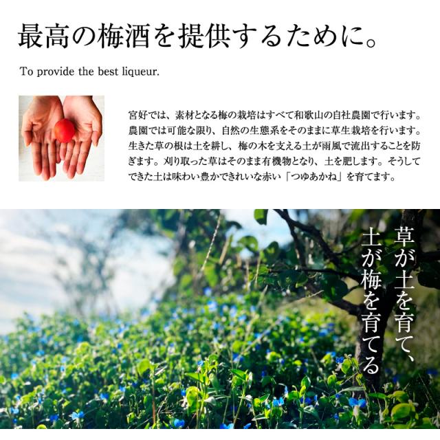 梅酒,お酒,MIYAYOSHI,宮好,露茜,和歌山