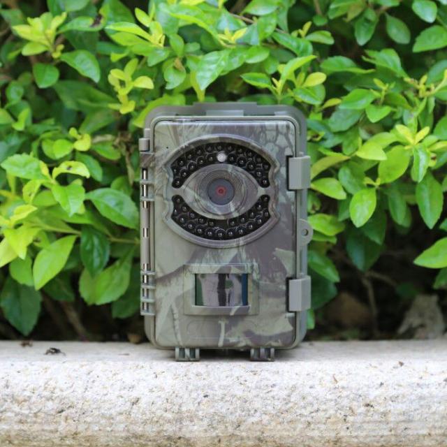 BIG-EYED3N（BUSH WHACKER）