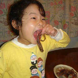 丸干しいかを食べるぱんち姫。子供にも大人気!