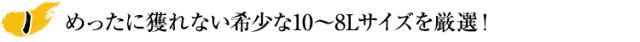 めったに獲れない希少な10〜9Lサイズを厳選！
