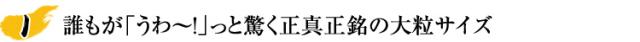 誰もが「うわ〜！」っと驚く正真正銘の特大サイズ
