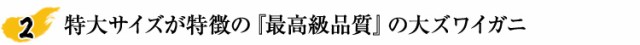 大ずわいの中でもさらに貴重な当店最大級の10Lサイズ