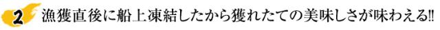 漁獲直後に船上凍結したから獲れたての美味しさが味わえる！