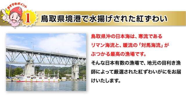 鳥取県境港で水揚げされた紅ずわい
