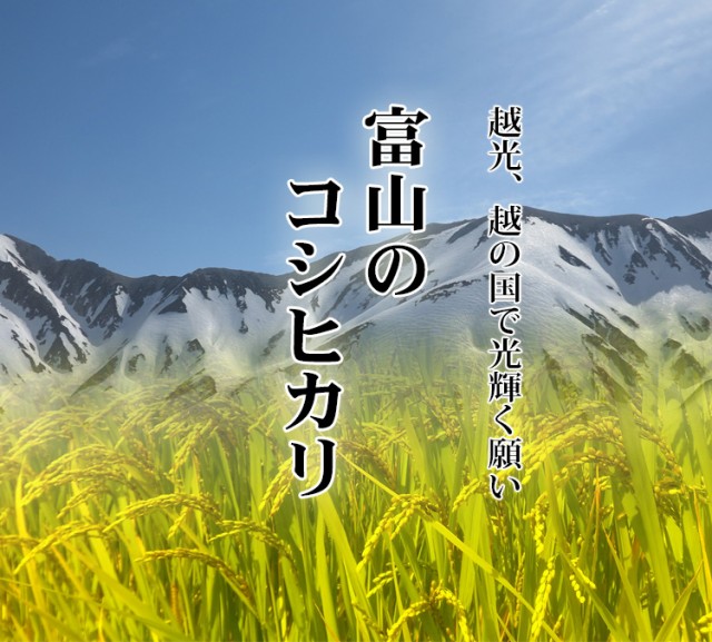 富山のこしひかり