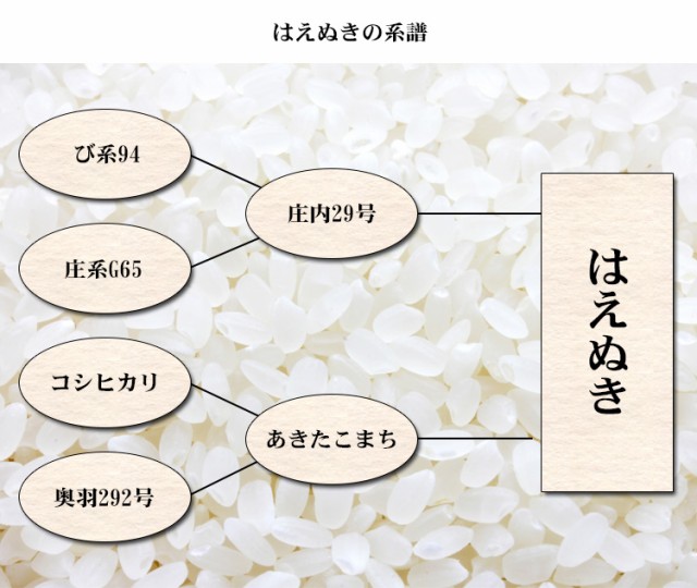 はえぬきの系譜