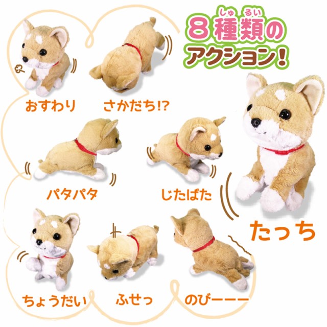 Amazon.co.jp: オスト(Osute) あそぶの大好き 柴犬 まめ太 高さ