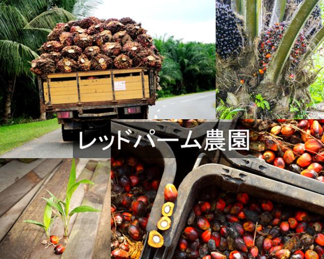 エキストラバージン レッドパームオイル