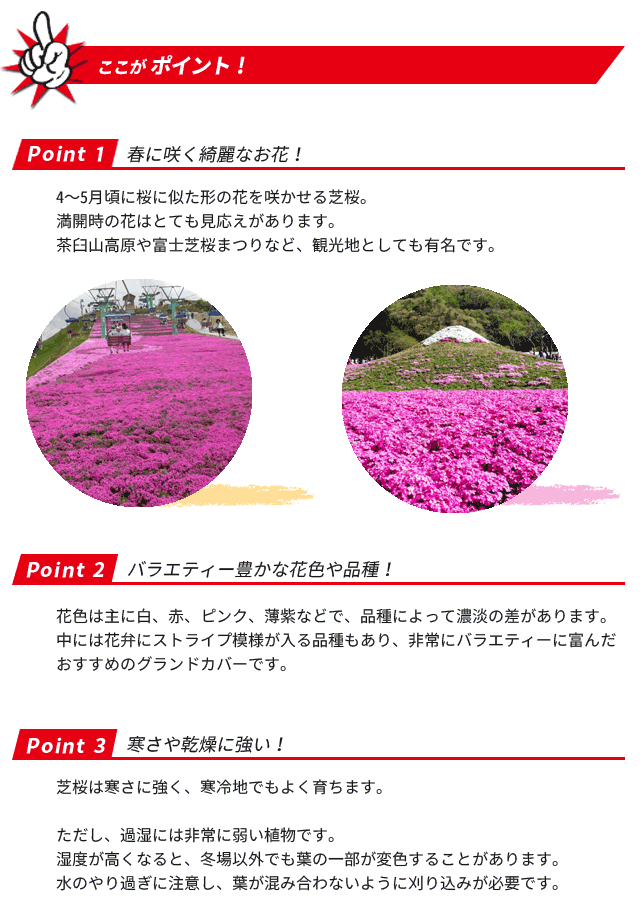 芝桜のポイント