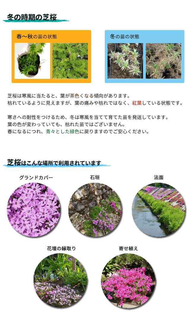 送料無料 訳あり 芝桜 (シバザクラ) 75ポット (花色・品種混ざり)