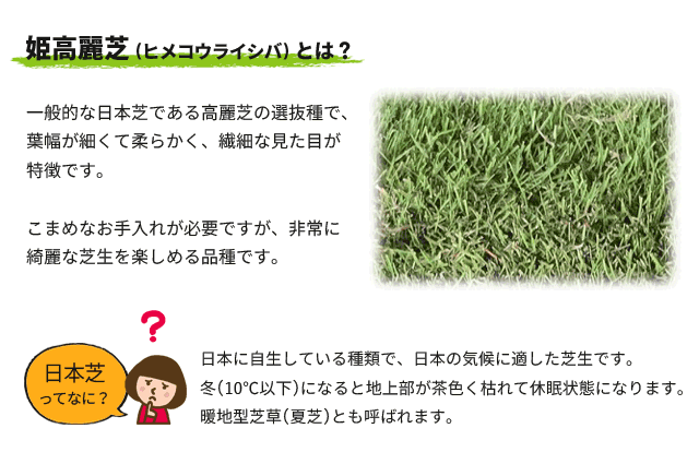 格安即決 姫高麗芝 10束セット 芝生 グランドカバー 高麗芝の選抜種 細葉 枚数限定 Carlavista Com