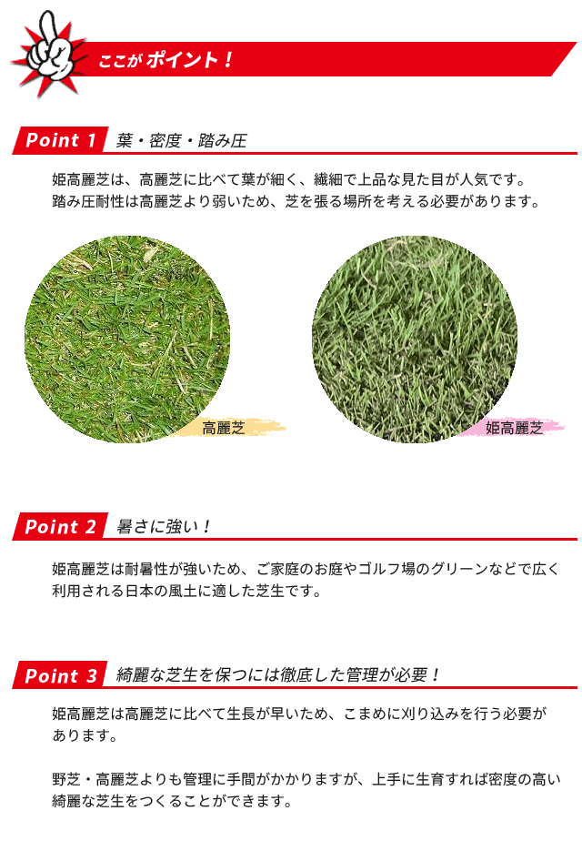 格安即決 姫高麗芝 10束セット 芝生 グランドカバー 高麗芝の選抜種 細葉 枚数限定 Carlavista Com