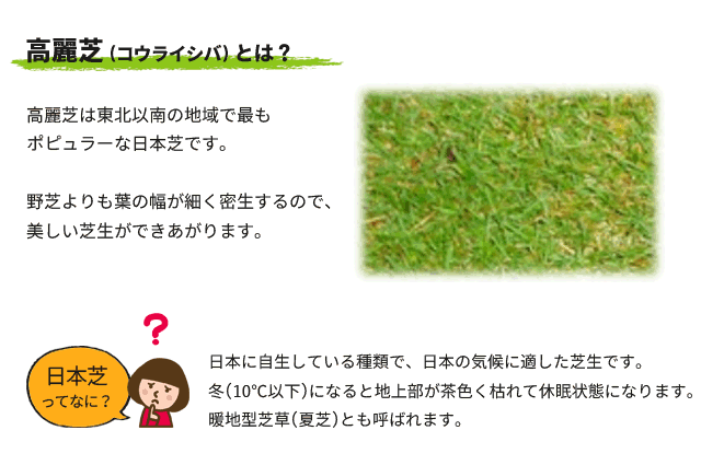 大流行中 高麗芝 束セット 芝生 グランドカバー 日本芝 夏芝 魅了 Meaame Com
