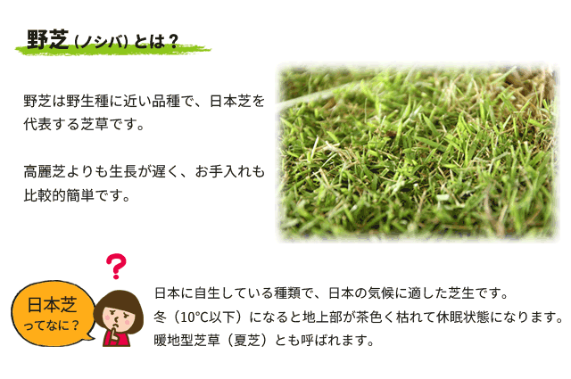 野芝（ノシバ）とは？