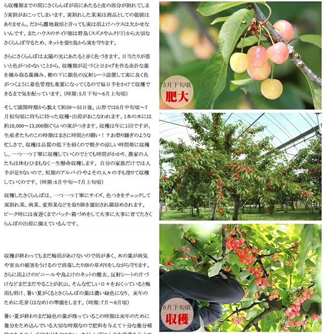 山形県産 さくらんぼ 佐藤錦