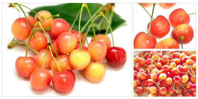 山形県産 さくらんぼ 佐藤錦