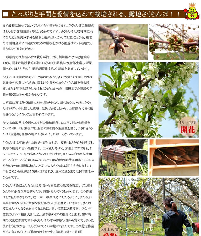 山形県産 さくらんぼ 佐藤錦