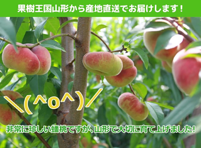 山形県産 蟠桃(ばんとう)