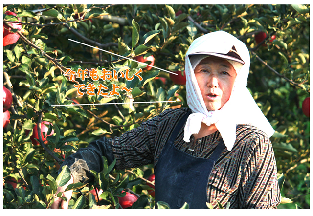 山形県産 りんご 葉とらずりんご 10kg