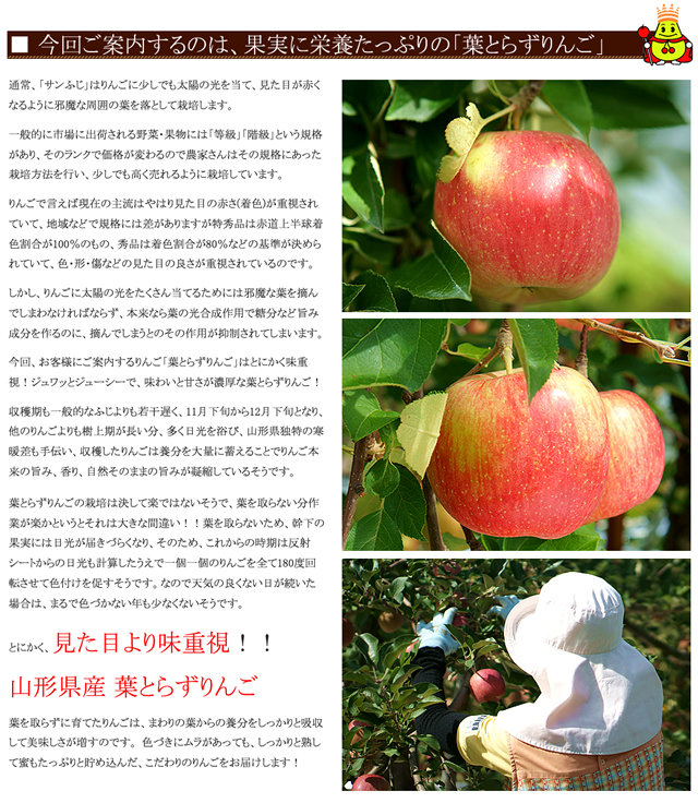 山形県産 りんご 葉とらずりんご 10kg