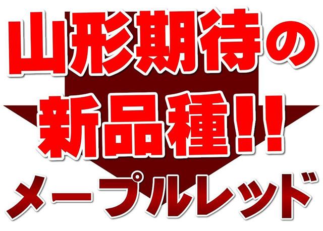 ご家庭用 メープルレッド